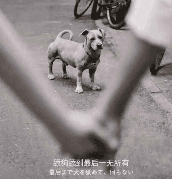 图片[1]-关于最近圈子很火的“舔狗日记”解说-灵感源码社区